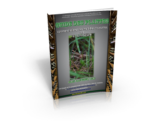 Guide des Plantes Médicinales