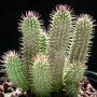 Le Hoodia, votre allié minceur…