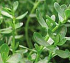 Bacopa