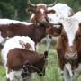 Comment remplacer le lait de vache ?