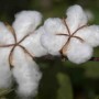 ETRE ETHIQUE ET BIO, C’EST UNE QUESTION DE SANTE