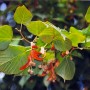 L’INCONTOURNABLE AUBIER DE TILLEUL