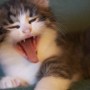 Retrouvez la santé par le &laquo;&nbsp;sommeil naturel&nbsp;&raquo; !