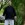 Le Qi Gong selon Georges Charles