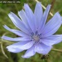 Votre Bio’bulle du mercredi : La chicorée