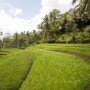 Le point sur l&rsquo;huile de palme