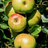 ARBORICULTURE BIODYNAMIQUE : les travaux de printemps, les 16 et 17 mars 2013