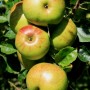ARBORICULTURE BIODYNAMIQUE : les travaux de printemps, les 16 et 17 mars 2013
