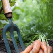 Prendre soin de son jardin bio