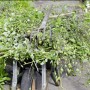 Comment gérer les mauvaises herbes ?