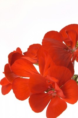 géranium fleur comestible