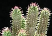 Le Hoodia, votre allié minceur… hoodia gordonii