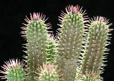 Le Hoodia, votre allié minceur… hoodia gordonii