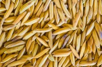 fibres solubles et insolubles complement alimentaire