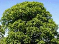 L’incontournable aubier de tilleul aubier de tilleul