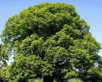 L’incontournable aubier de tilleul aubier de tilleul