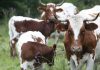 Calcium : comment remplacer le lait de vache ? vaches laitières