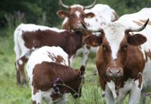 Calcium : comment remplacer le lait de vache ? vaches laitières