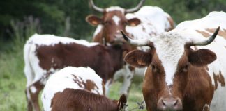 Calcium : comment remplacer le lait de vache ? vaches laitières