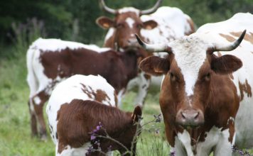 Calcium : comment remplacer le lait de vache ? vaches laitières