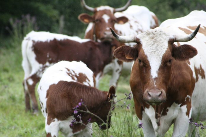 vaches laitières