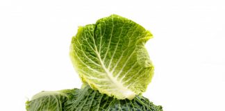 Terrine de légumes terrine de légumes au chou - recette végétarienne