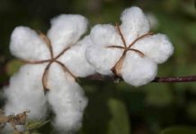 Ethique et bio, c’est une question de santé linge en coton bio