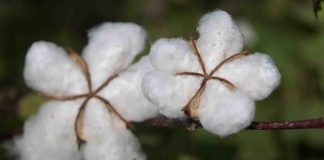 Ethique et bio, c’est une question de santé linge en coton bio