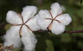 Ethique et bio, c’est une question de santé linge en coton bio