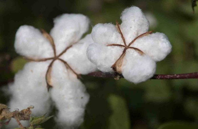 linge en coton bio