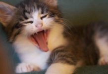 Retrouvez la santé par le « sommeil naturel » !