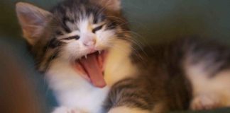 Retrouvez la santé par le « sommeil naturel » !