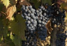 Faites une cure detox à base de raisin cure detox de raisin ou resveratrol