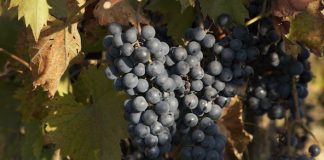 Faites une cure detox à base de raisin cure detox de raisin ou resveratrol