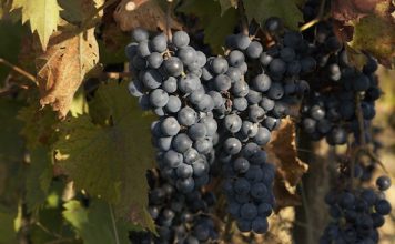 Faites une cure detox à base de raisin cure detox de raisin ou resveratrol