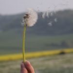 Lutter contre le sida en remontant les CD4