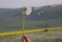 Lutter contre le sida en remontant les CD4