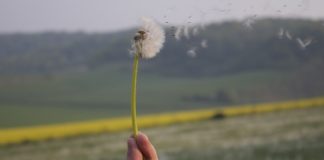 Lutter contre le sida en remontant les CD4