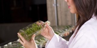 L’herboristerie revient… mais dans quel état ? le métier d'herboriste