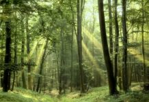 Le Bois Raméal Fragmenté brf