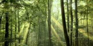 Le Bois Raméal Fragmenté brf