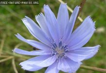 La chicorée les vertus de la chicorée