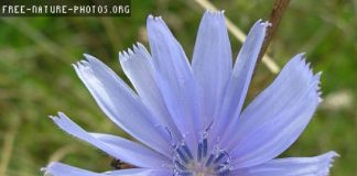 La chicorée les vertus de la chicorée