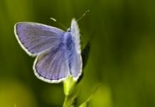 Soigner les fibromyalgies Comment soigner une fibromyalgie avec les médecines naturelles