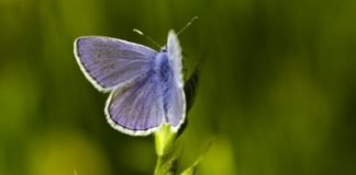 Soigner les fibromyalgies Comment soigner une fibromyalgie avec les médecines naturelles