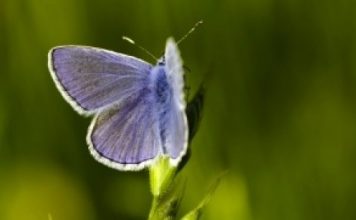 Soigner les fibromyalgies Comment soigner une fibromyalgie avec les médecines naturelles