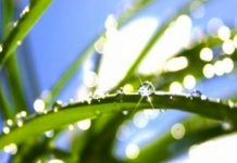 Les remèdes naturels du zona Soigner le zona avec les médecines naturelles