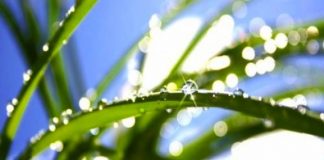 Les remèdes naturels du zona Soigner le zona avec les médecines naturelles