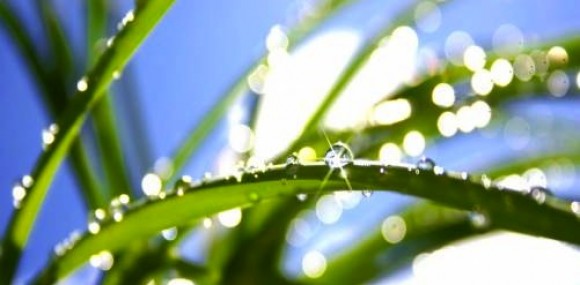 Soigner le zona avec les médecines naturelles