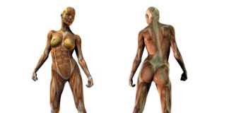 A quoi sert le silicium organique ? silicium